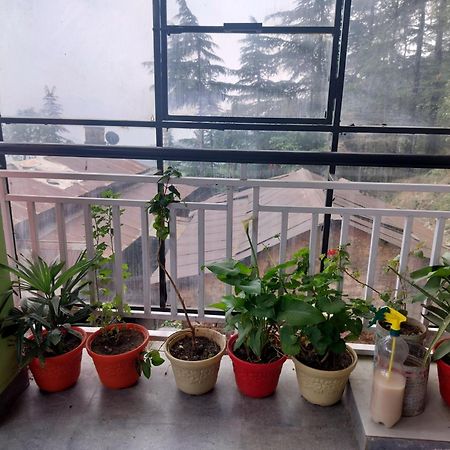 Tree Valley Homestay Chail Esterno foto