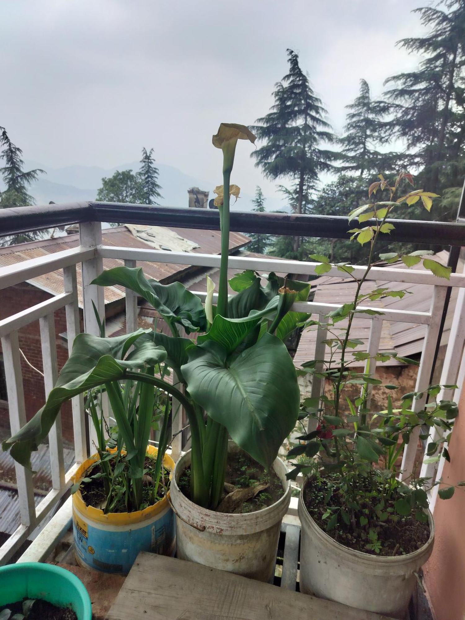 Tree Valley Homestay Chail Esterno foto