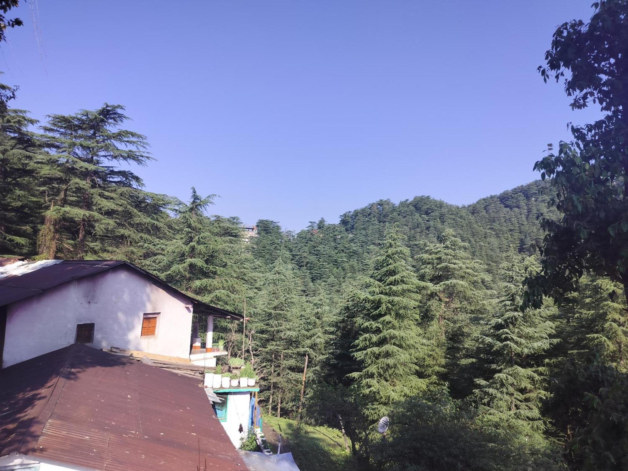 Tree Valley Homestay Chail Esterno foto