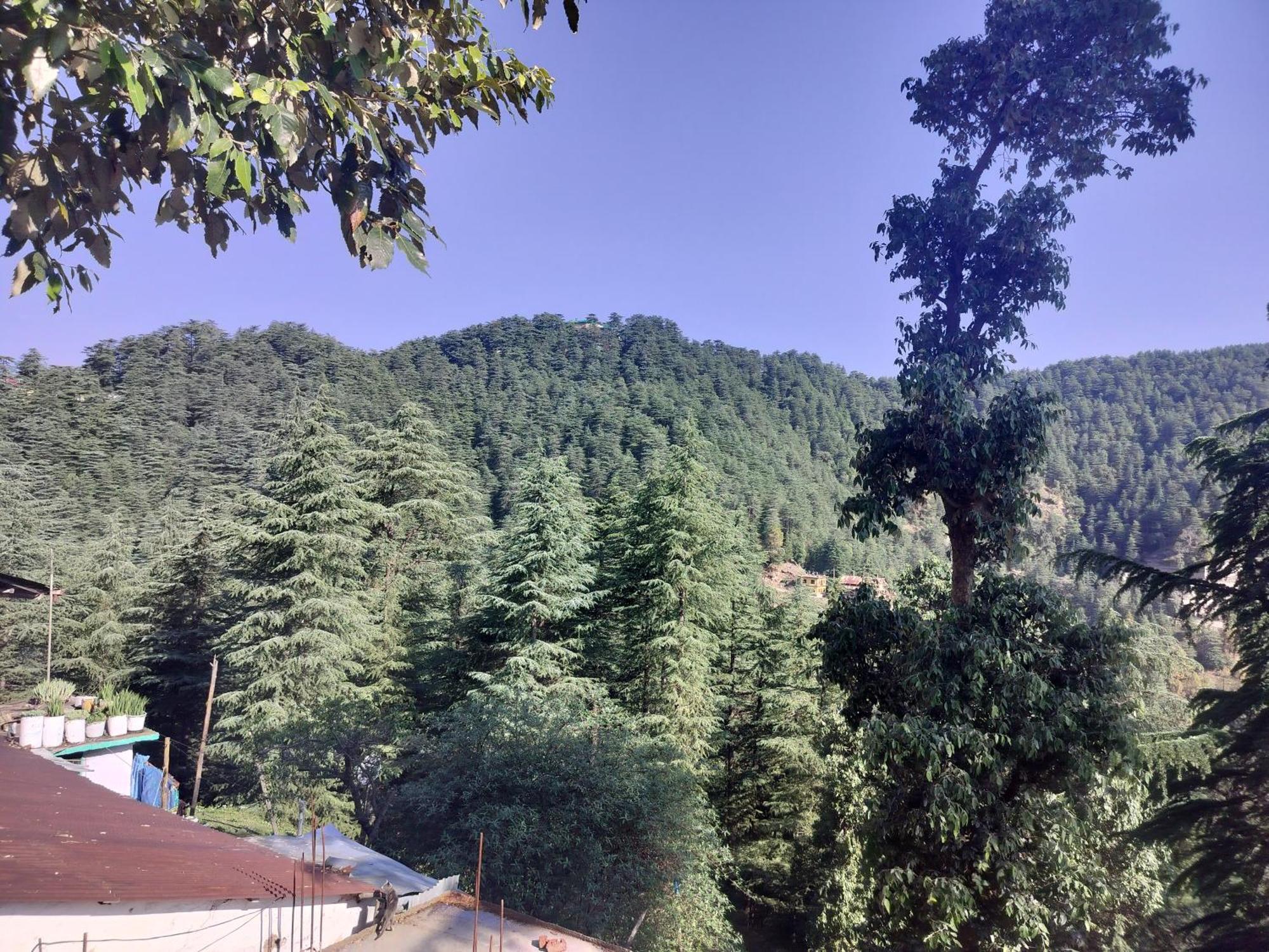 Tree Valley Homestay Chail Esterno foto