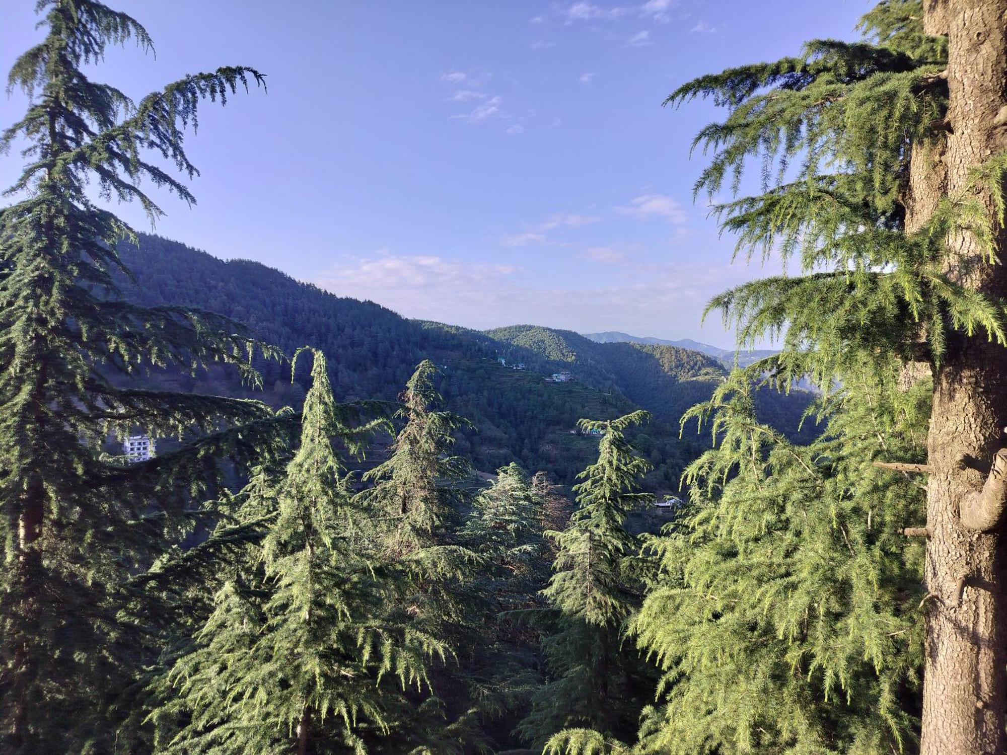 Tree Valley Homestay Chail Esterno foto